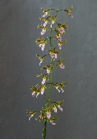 Eulophia euglossa x guineensis